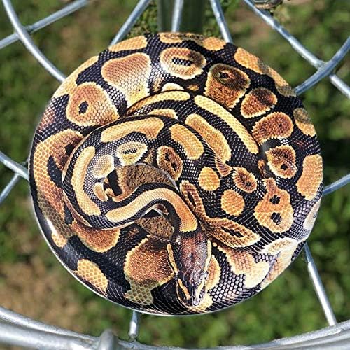 Discraft ESP Buzzz Supercolor Midrange Disc Golf Disc - Custom Design Discraft Discs - Straight