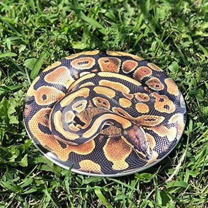 Discraft ESP Buzzz Supercolor Midrange Disc Golf Disc - Custom Design Discraft Discs - Straight Flying and Great for All Skill Levels - Free Mini Marker Included